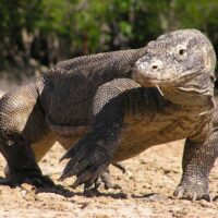 Komodowaran, Indonesien