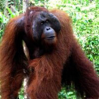 Orang-Utans, Borneo