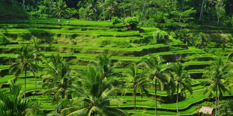 Reis Terassen, Ubud- Indonesien