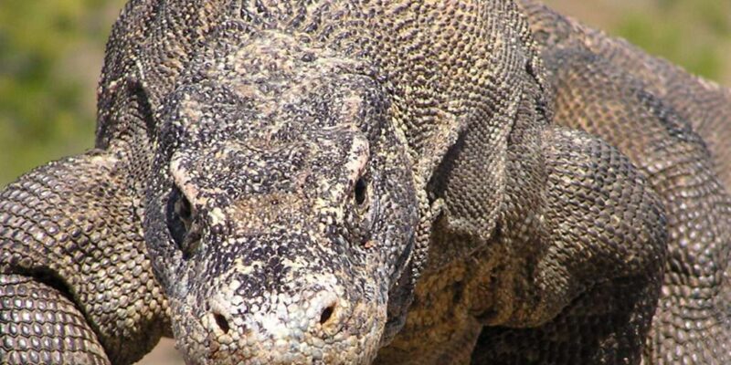 Indonesien komododrachen