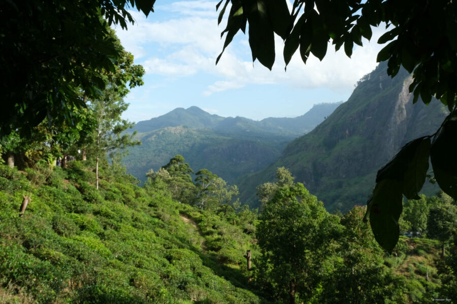 Wanderungen im Hochland, zum Little Adams Peak, Sri Lanka
