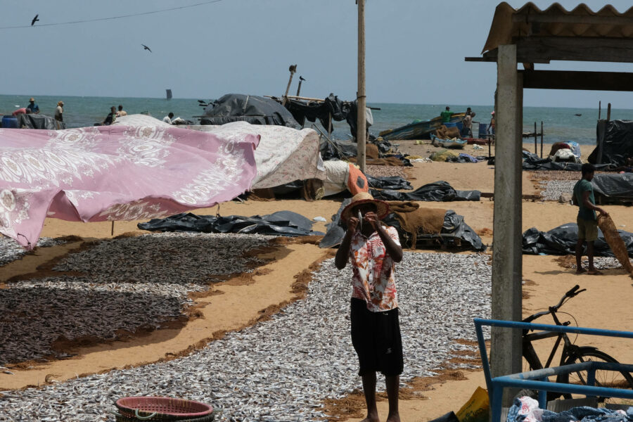 Fischmarkt Negombo, Sri Lanka