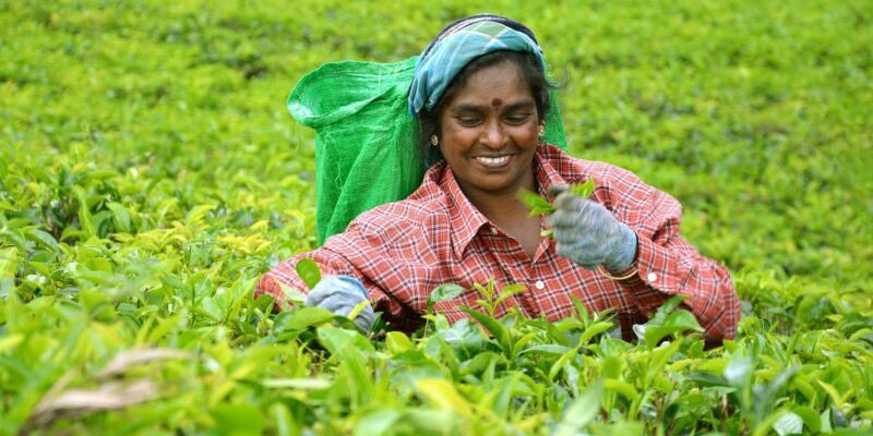 Srilanka Nuwara Eliya Tee